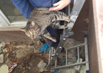 В Новороссийске спасли попавшего в техническое углубление кота