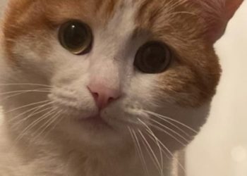 Последовала реакция кубанцев на гибель выброшенного из поезда кота Твикса