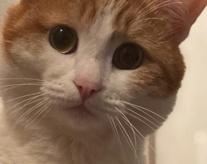 Последовала реакция кубанцев на гибель выброшенного из поезда кота Твикса