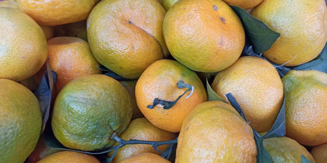 Озвучили названия трех новых сортов мандаринов, созданных в Сочи