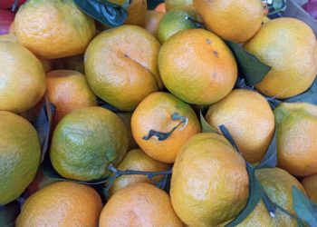 Озвучили названия трех новых сортов мандаринов, созданных в Сочи