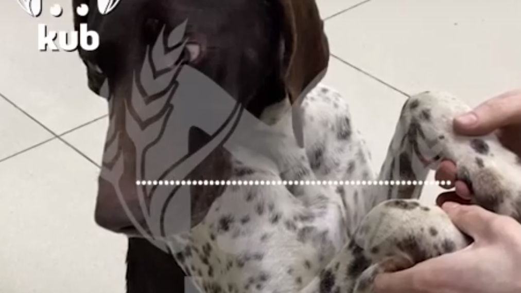 На Кубани спасли полуживого пса, выброшенного в мусорный контейнер