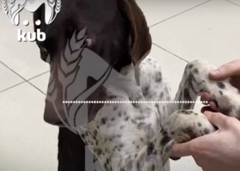 На Кубани спасли полуживого пса, выброшенного в мусорный контейнер