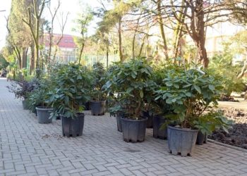 В скверах в центре Сочи высадят более 900 южных растений