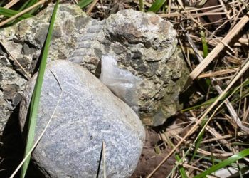 В Сочи поймали приезжего из Таганрога с наркотиками