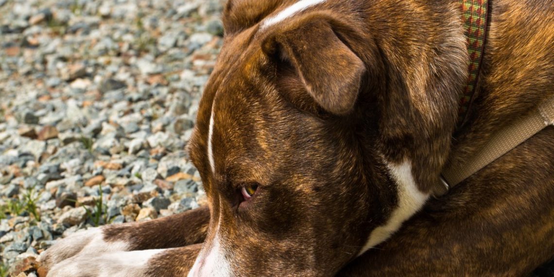 Нападением собаки на ребенка в Краснодаре заинтересовалась полиция