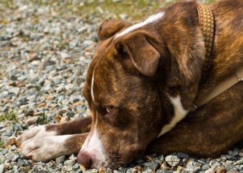 Нападением собаки на ребенка в Краснодаре заинтересовалась полиция