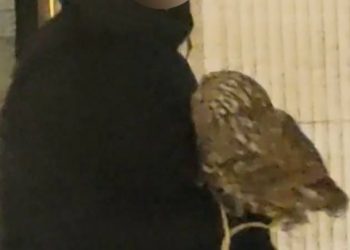 В Краснодаре ищут мужчин, предлагавших платные фото с птицами