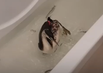 В Анапе 15-летняя девочка спасла Большую поганку со сломанным крылом