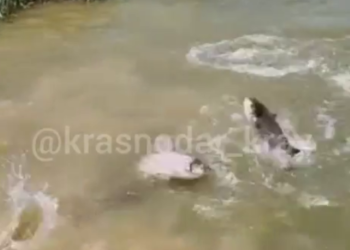На Кубани огромная рыба выпрыгивает прямо в руки и приплывает к дому
