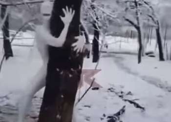 Бесполый зомби с холодной кровью атаковал дерево в столице Кубани