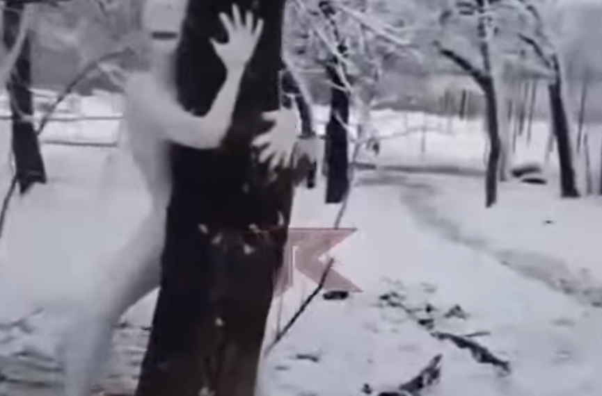 Бесполый зомби с холодной кровью атаковал дерево в столице Кубани