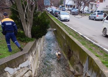 В Новороссийске спасли попавшую в ливневку собаку