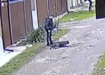 В Майкопе сняли на видео, как нетрезвый мужчина бьет собаку