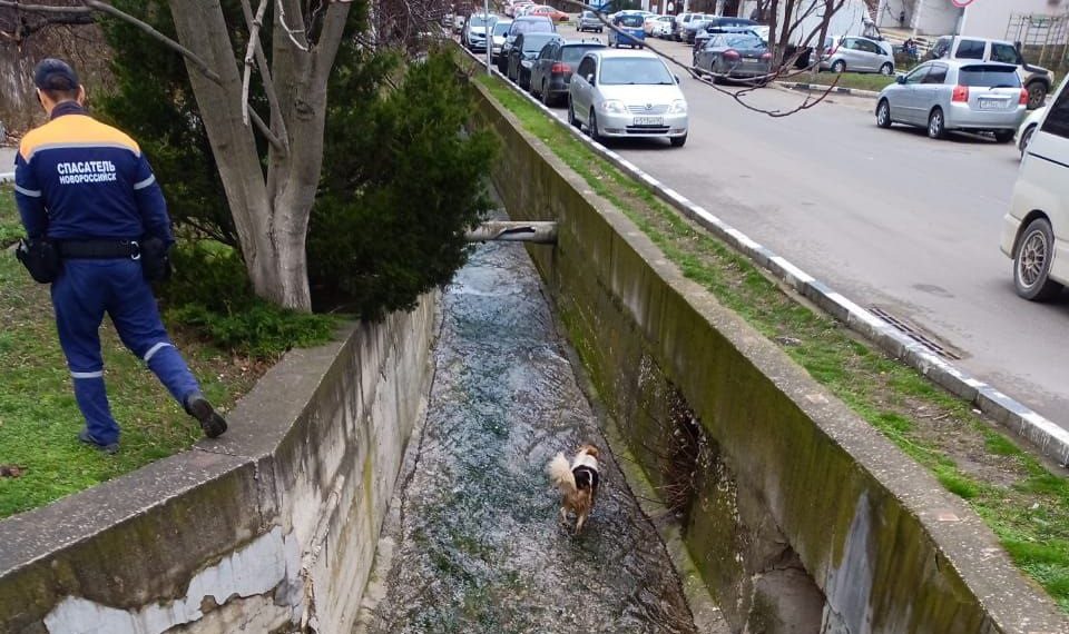 В Новороссийске спасли попавшую в ливневку собаку