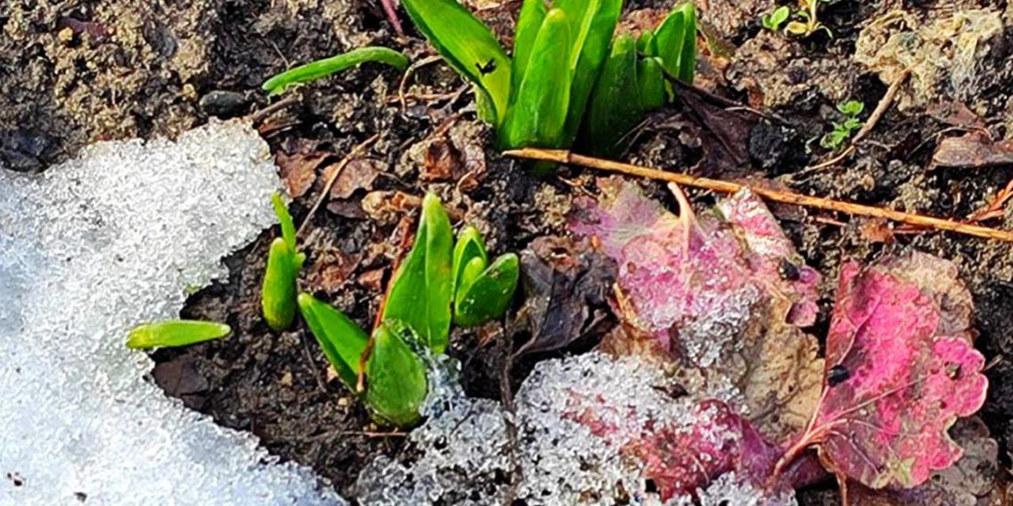 Синоптик Вильфанд предрёк температуру выше нормы в Краснодарском крае