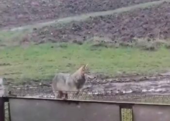 На Кубани волк поймал курицу и убежал с ней