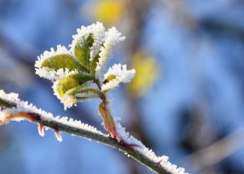 В Краснодарском крае ударят лютые по меркам юга морозы