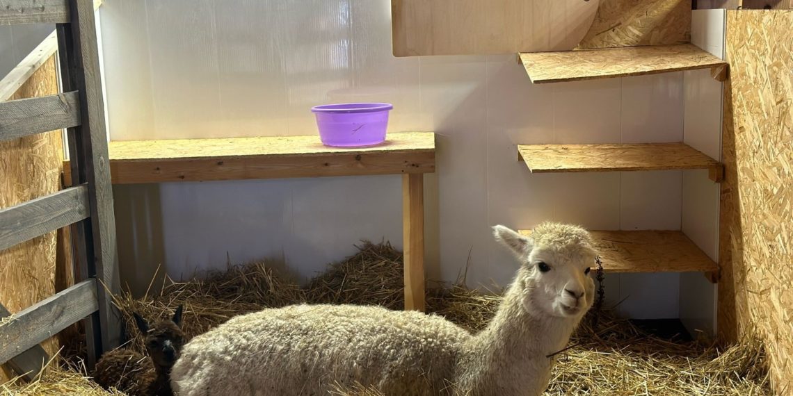 Парк альпак на «Роза Хутор» стал самым крупным в России