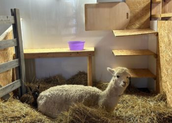 Парк альпак на «Роза Хутор» стал самым крупным в России