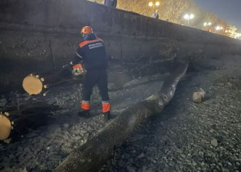 «С природой не поспоришь»: на набережную Новороссийска прибило большое дерево