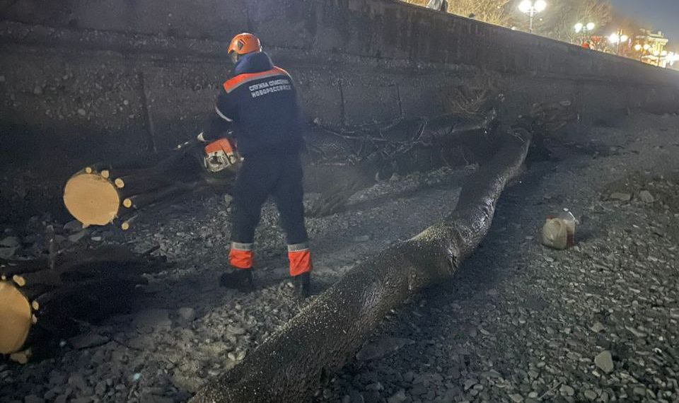 «С природой не поспоришь»: на набережную Новороссийска прибило большое дерево
