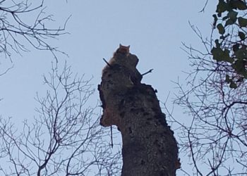 В Новороссийске два дня снимали кота с 14-метрового дерева