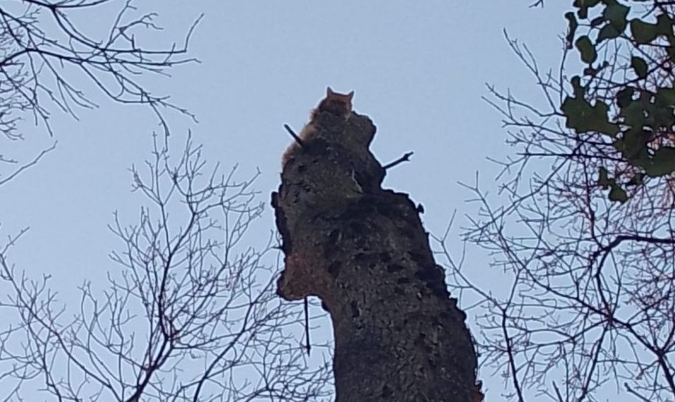 В Новороссийске два дня снимали кота с 14-метрового дерева
