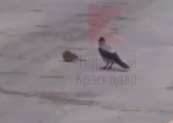 В Краснодаре ворона гонялась за крысой