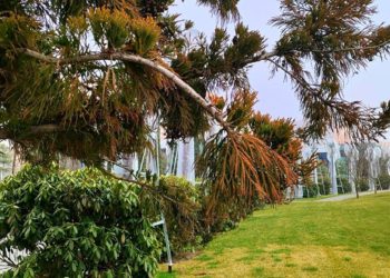 Синоптики назвали самые холодные и теплые дни в предстоящем марте на Кубани