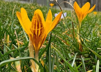 “Погода разочарует”. Как пройдет остаток февраля в Краснодарском крае