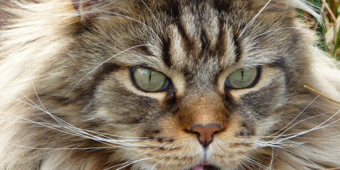 На Кубани смягчили приговор убившему мейн-куна мужчине