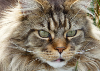 На Кубани смягчили приговор убившему мейн-куна мужчине