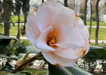 Синоптики рассказали, когда на Кубань придет по-настоящему весенняя погода