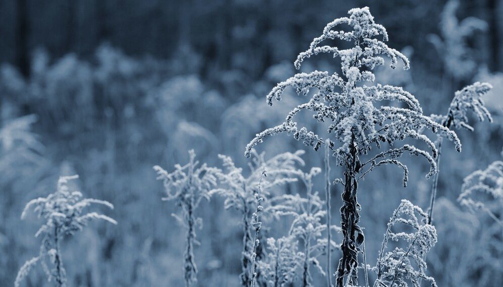 “Завернут морозы до -35”. Синоптики о погоде в марте в стране и на Кубани