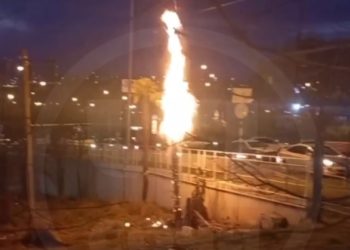 В Сочи подростки сожгли пальму