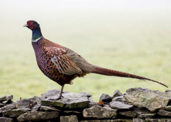 Возле двух мусорных баков в Краснодаре нашли мертвых фазанов