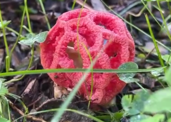 Так ли опасен в Сочи пахнущий гнилым мясом решёточник, как его малюют?