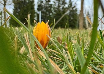 К концу недели синоптики прогнозируют на Кубани до +20