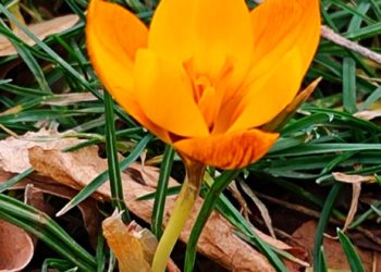 “Февральские окна захлопнутся”. Кубань поразит обвальное понижение температуры