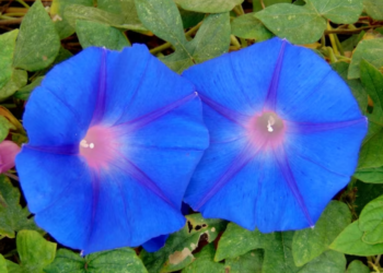 За выращивание этого популярного цветка жителям Кубани грозит тюремный срок