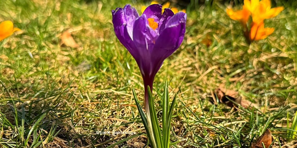 Синоптики рассказали о погоде на Кубани на неделе с 26 февраля по 3 марта 2024