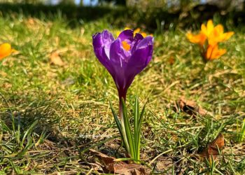 Синоптики рассказали о погоде на Кубани на неделе с 26 февраля по 3 марта 2024