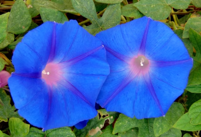 За выращивание этого популярного цветка жителям Кубани грозит тюремный срок