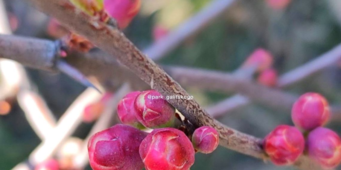 Вильфанд назвал срок прихода весеннего тепла в Краснодарский край