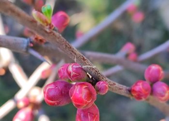 Вильфанд назвал срок прихода весеннего тепла в Краснодарский край