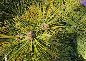 Метеорологи рассказали, когда на Кубани потеплеет до +23 градусов. Скрин