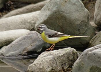 Искусственные гнездовья для птиц установят на «Роза Хутор»