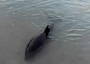 В Анапе спасли выбросившегося на берег дельфина