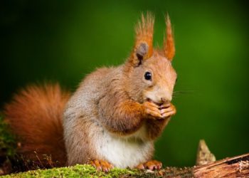 В Японском саду Краснодара белки будут бегать по каменным фонарям